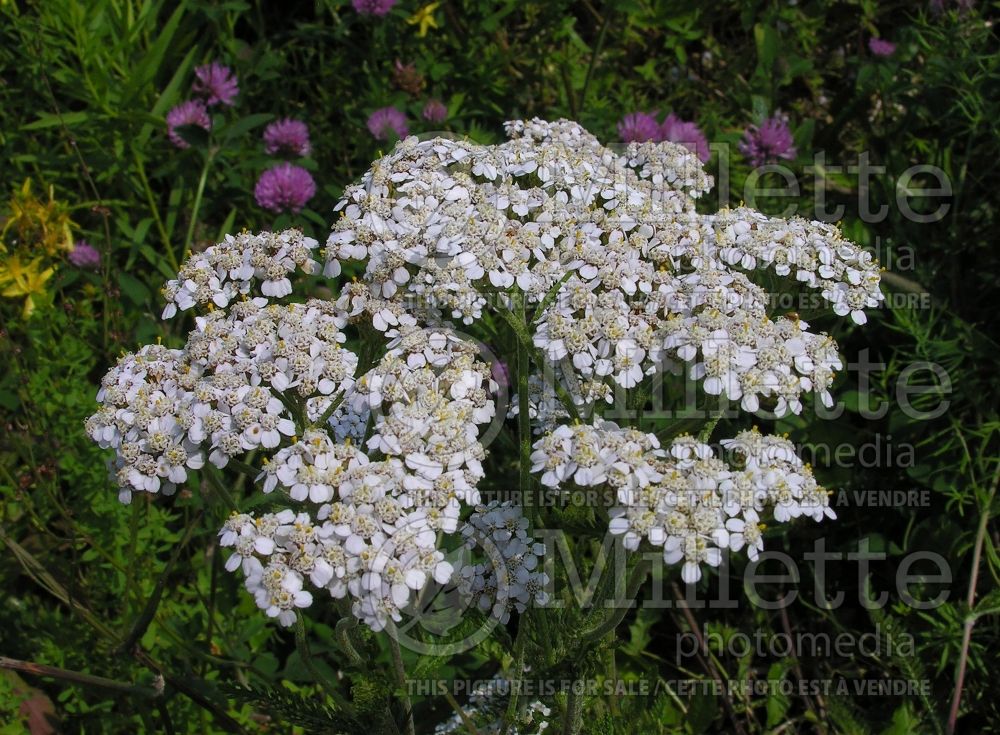 Achillea millefolium (Common Yarrow) 7 