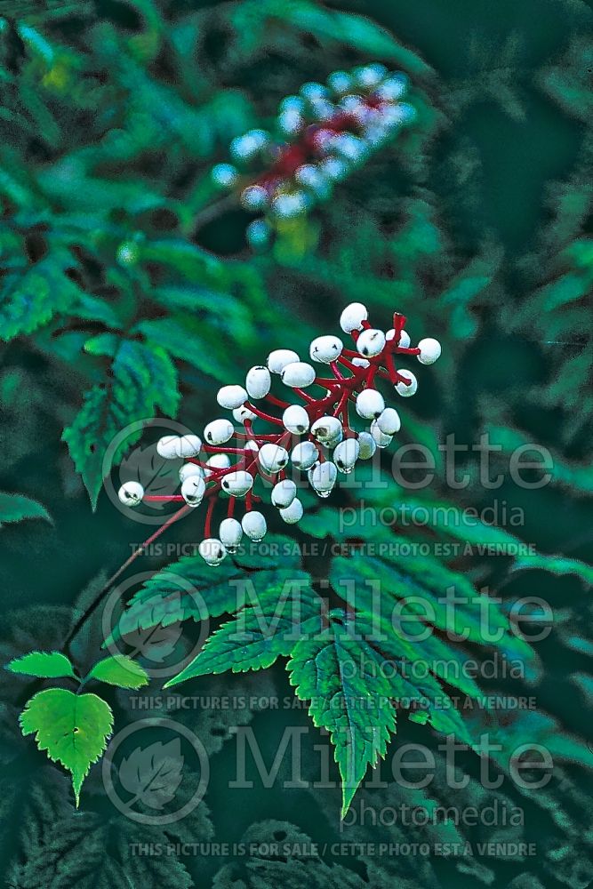 Actaea pachypoda (white baneberry or doll's-eyes) 2