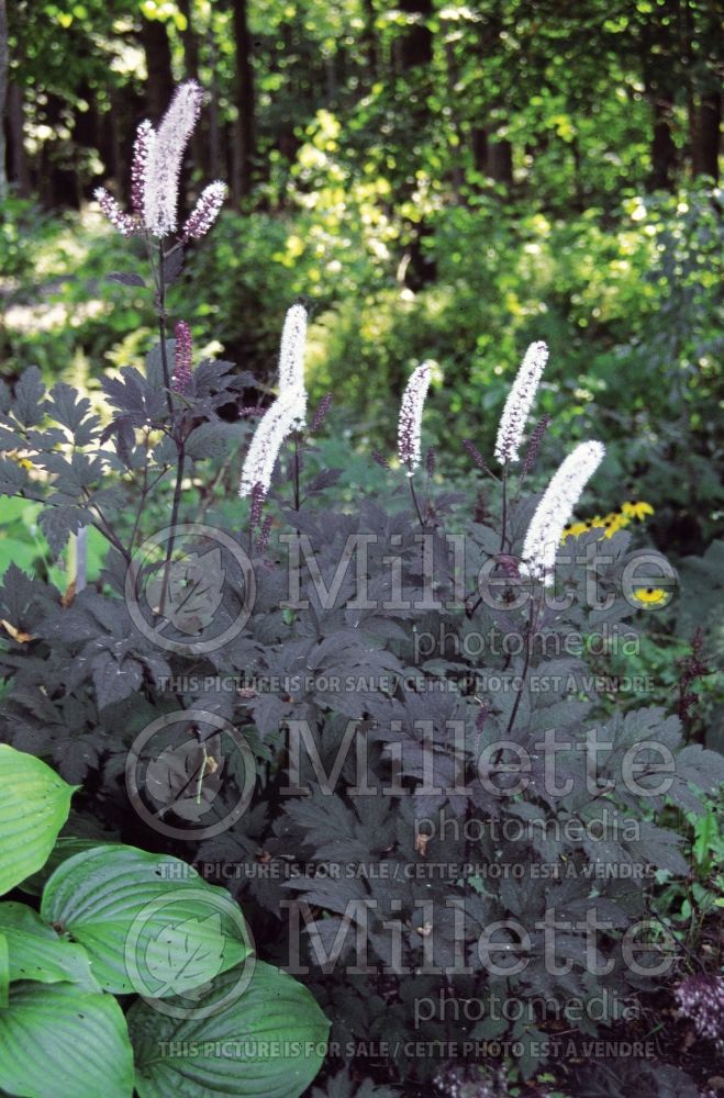 Actaea or Cimicifuga Hillside Black Beauty (Snakeroot bugbane) 2 