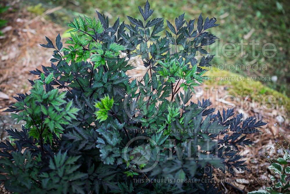 Actaea or Cimicifuga Hillside Black Beauty (Snakeroot bugbane) 4 