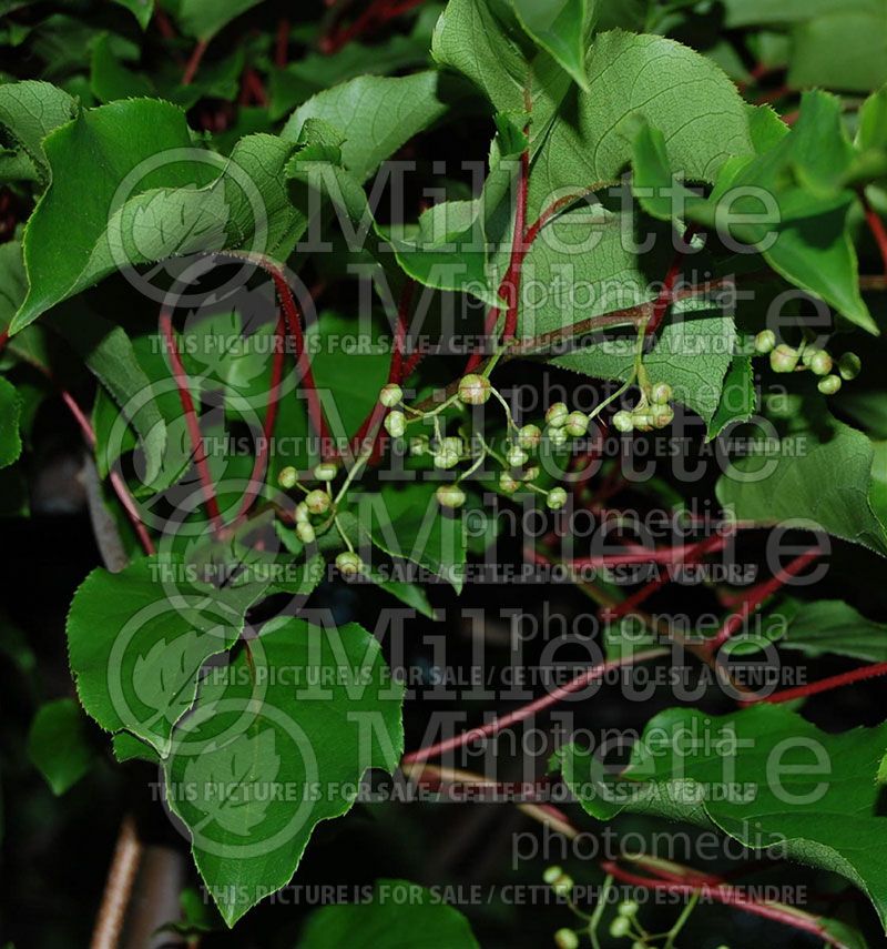 Actinidia Issai (Mini kiwi Siberian Goosberry) 1