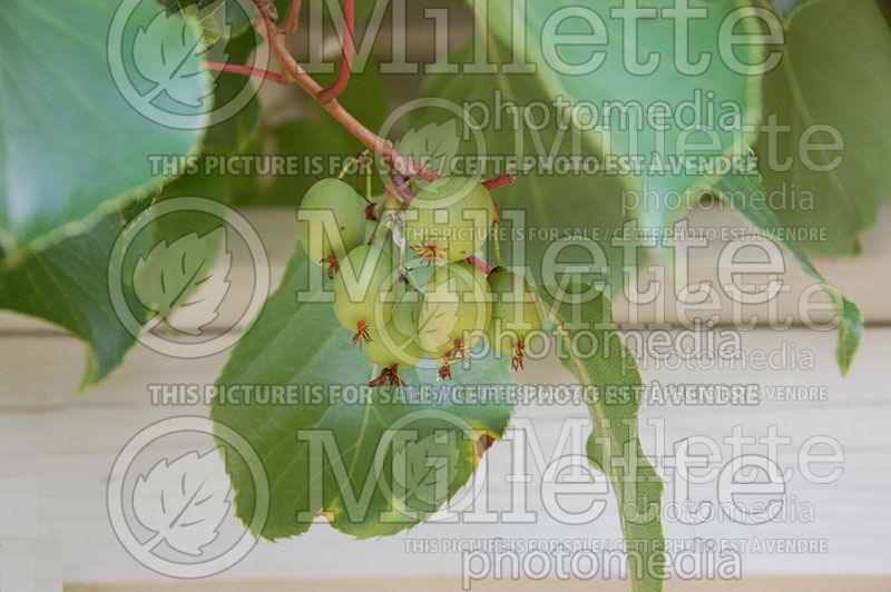 Actinidia Issai (Mini kiwi Siberian Goosberry)  2