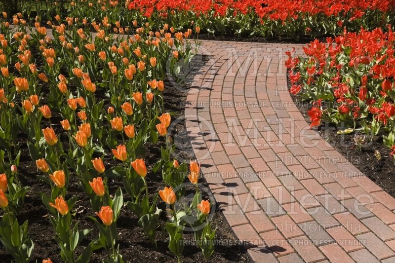 A curved brick garden path runs through the orange and red Tulipa - Tulip beds in a public garden at springtime 