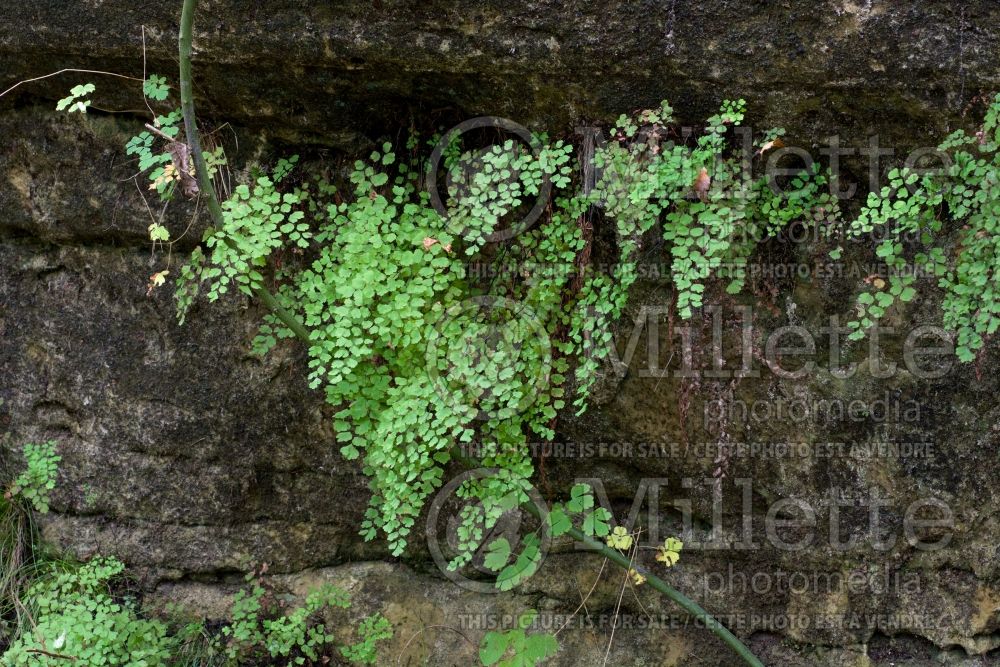 Adiantum capillus-veneris (southern maidenhair fern) 7 