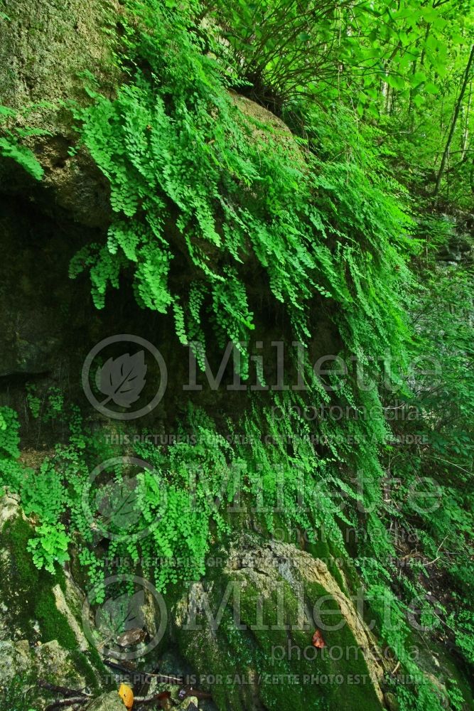 Adiantum capillus-veneris (southern maidenhair fern) 5 