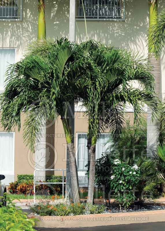 Adonidia merrillii (Manila Palm Christmas Palm) 4 
