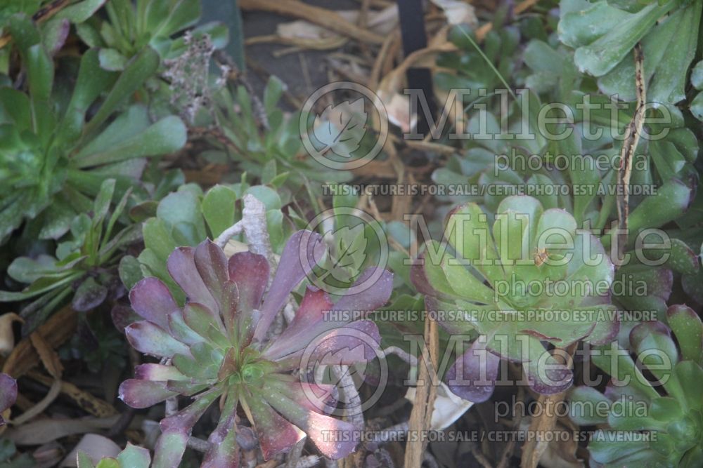 Aeonium Jack Catlin (Aeonium Cactus) 3 