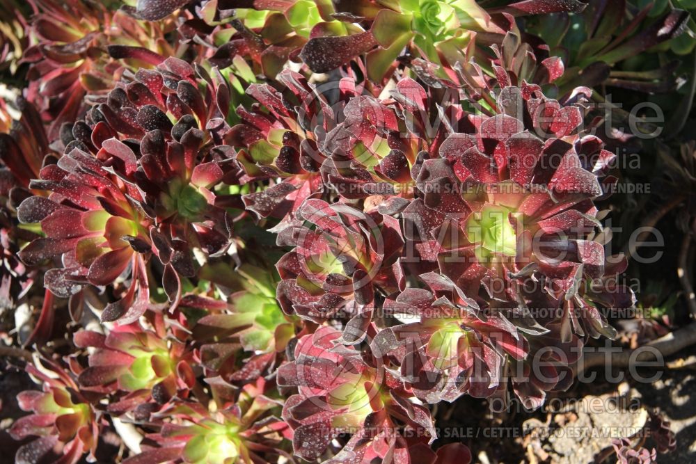 Aeonium Jack Catlin (Aeonium Cactus) 4 