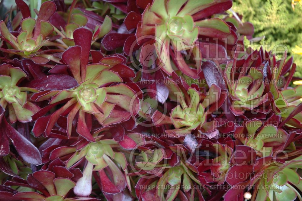 Aeonium Zwartkop (Aeonium Cactus) 1 