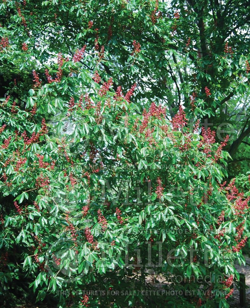 Aesculus Humilis (red buckeye or firecracker plant) 2 