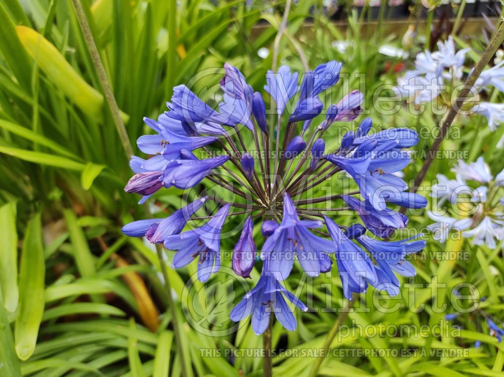 Agapanthus Blue Storm (African Lily) 1