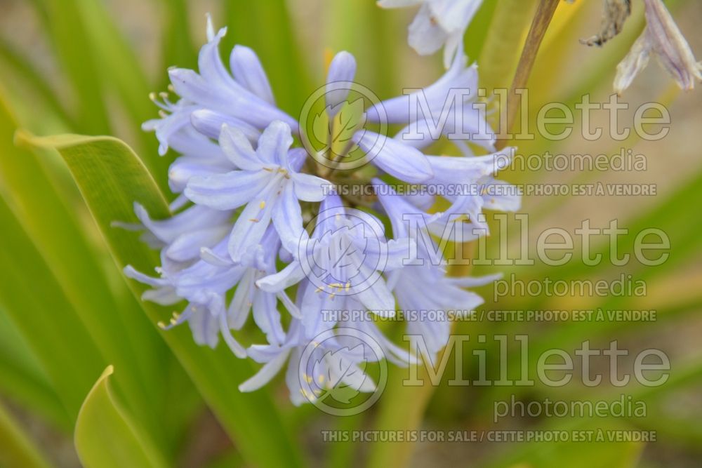 Agapanthus Summer Skies (African Lily) 3