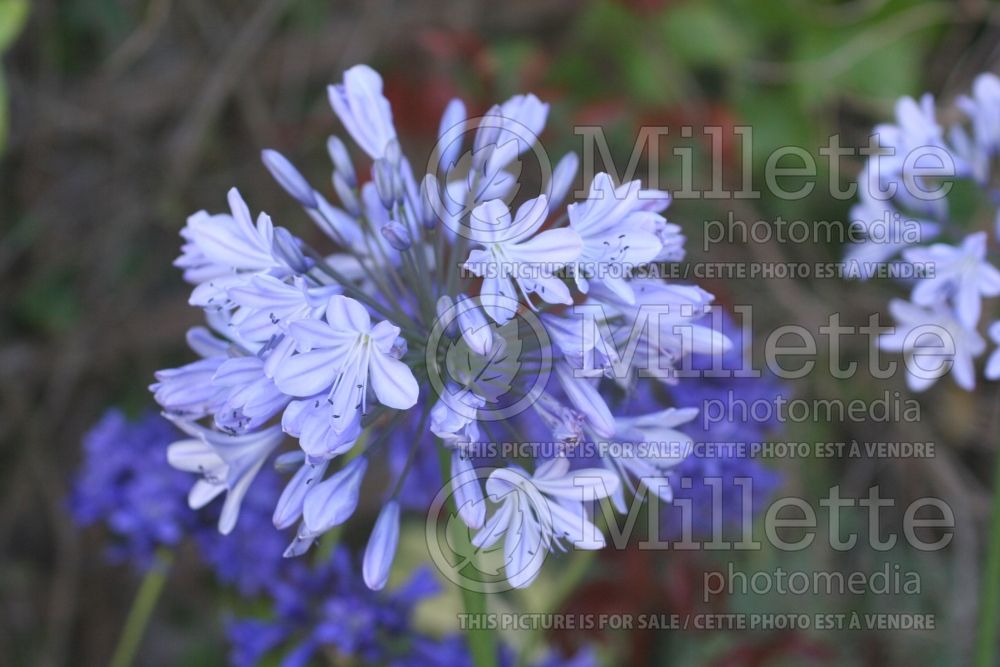 Agapanthus Apple Court (African Lily) 1