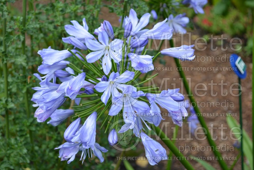 Agapanthus Blue Heaven (Lily of the Nile African Lily) 1