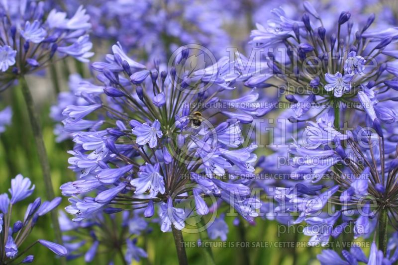 Agapanthus Blue Magic (African Lily) 1