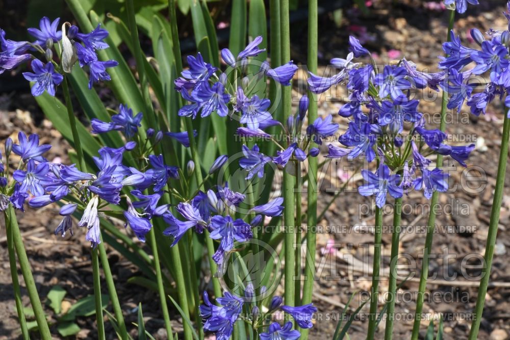 Agapanthus Little Galaxy (African Lily) 1
