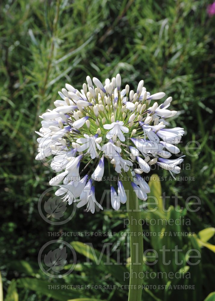 Agapanthus Cloudy Days (Lily of the Nile African Lily) 1