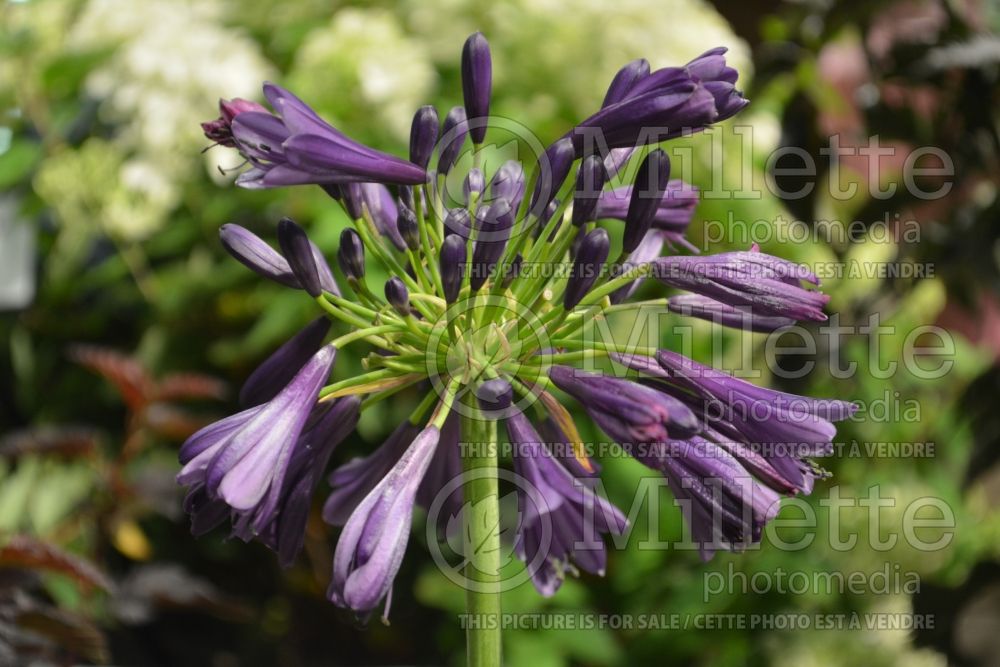 Agapanthus Purple Delight (African Lily) 1
