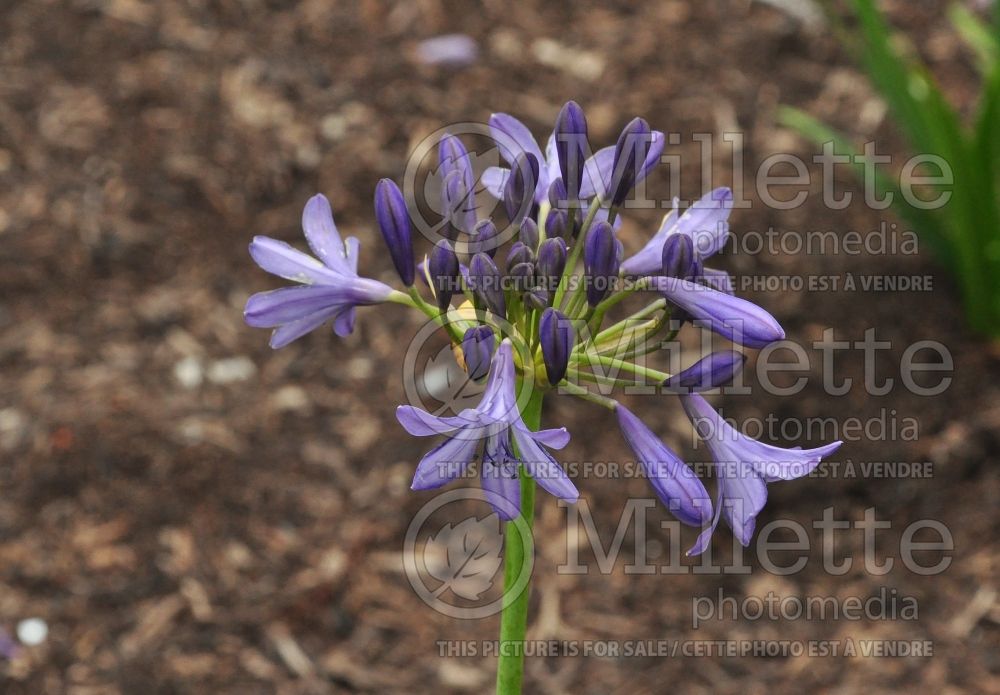 Agapanthus Silver Moon or Notfred (Lily of the Nile African Lily) 1