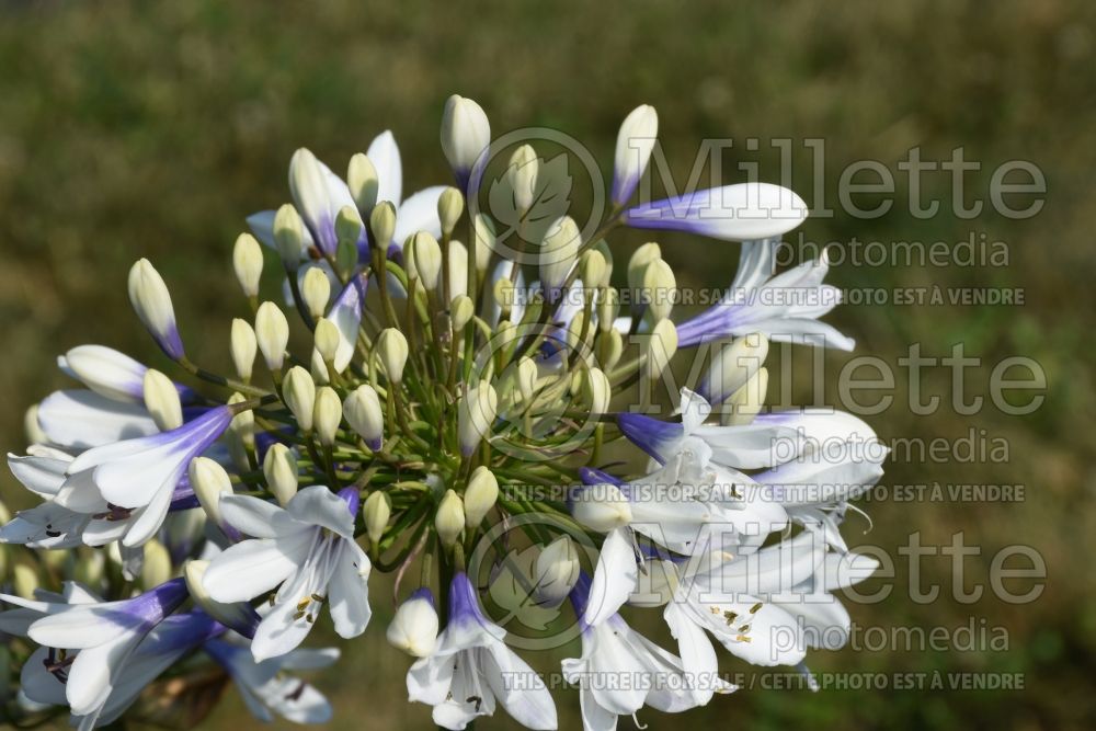 Agapanthus Twister (African Lily) 1