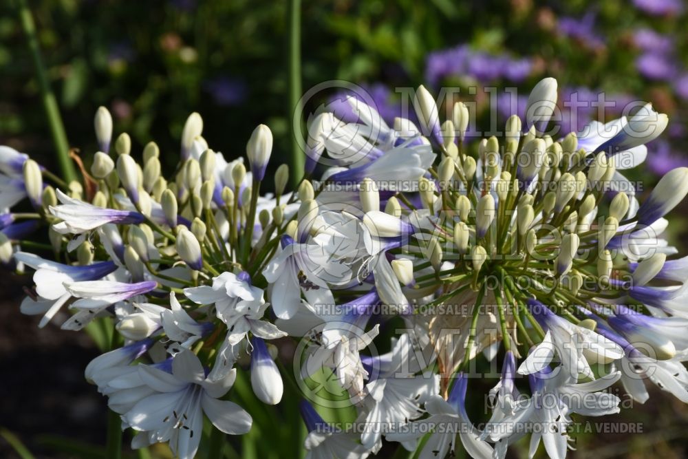 Agapanthus Twister (African Lily) 2