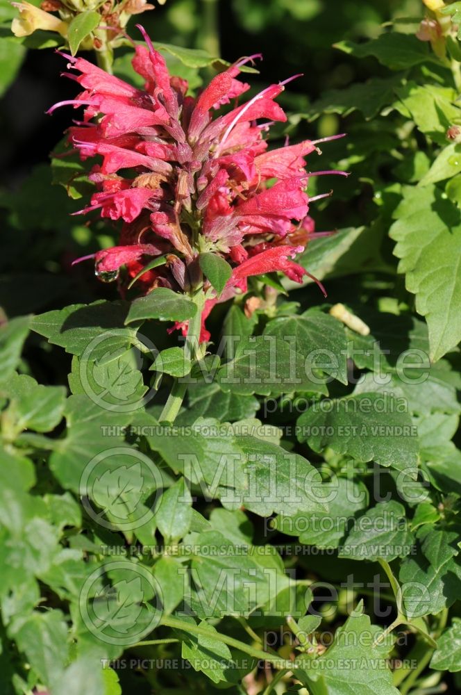 Agastache Raspberry Nectar (Hyssop)  2