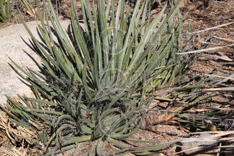 Agave ajoensis (Hedgehog agave, rabo de léon cactus) 1 