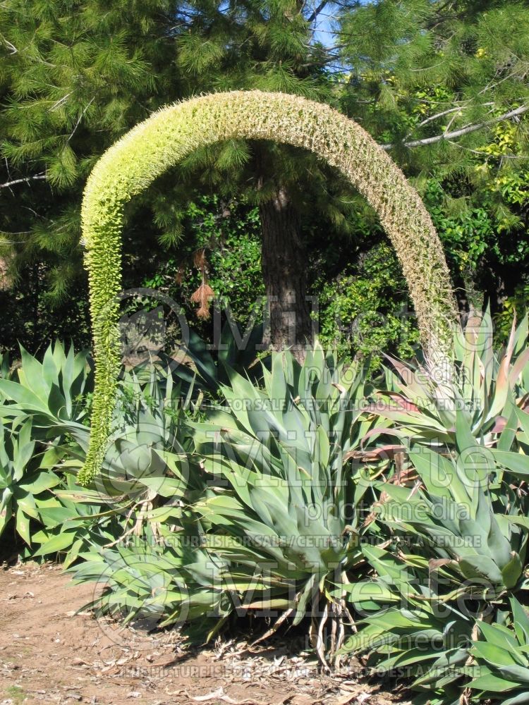 Agave attenuata (Agave cactus) 6