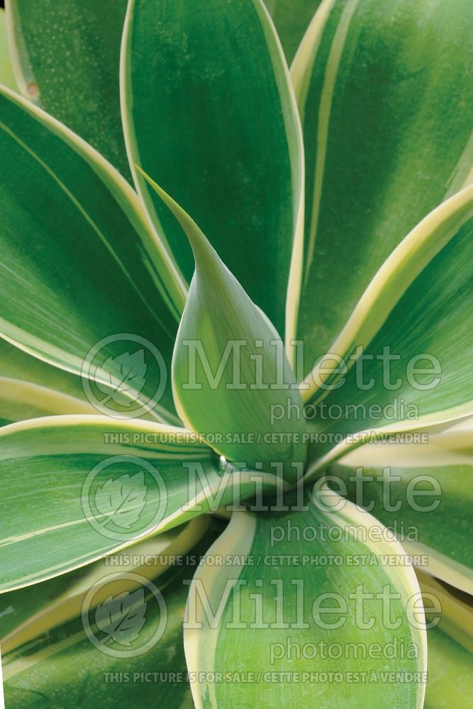 Agave Ray of Light (Agave cactus) 2 
