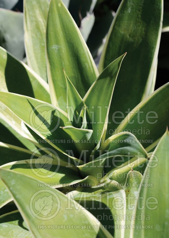 Agave Ray of Light (Agave cactus) 3 