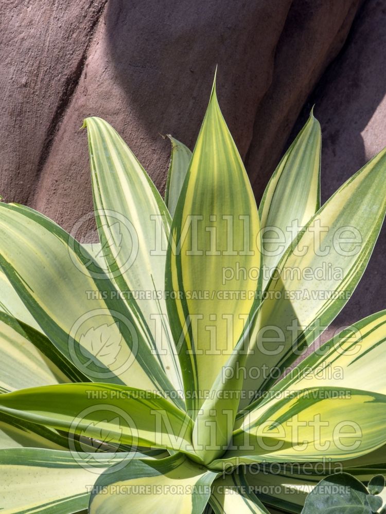 Agave attenuata variegata aka aureo-marginata (Agave  cactus) 6 