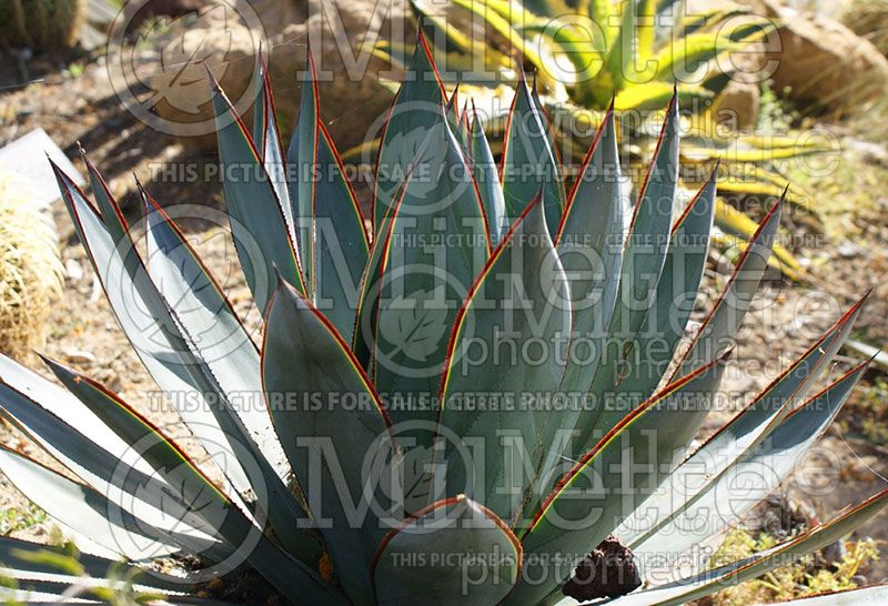 Agave Blue Glow (Agave cactus)  4