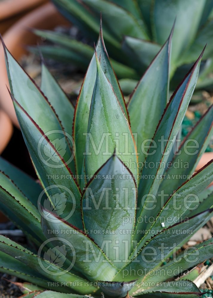 Agave Blue Glow (Agave cactus) 7 