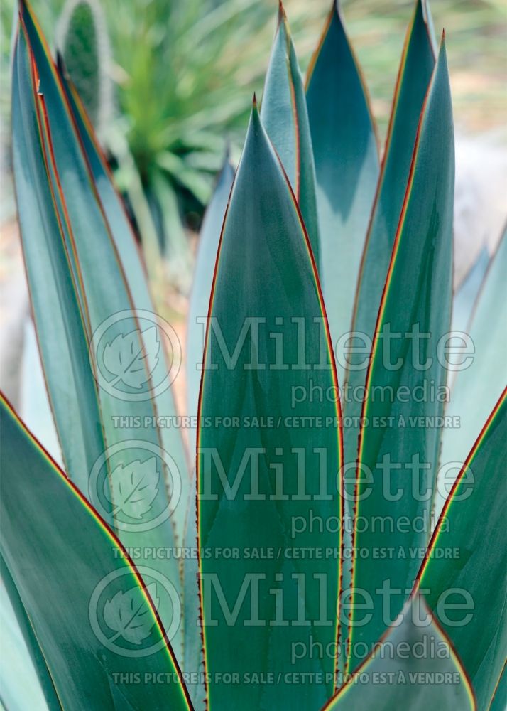 Agave Blue Glow (Agave cactus) 10 