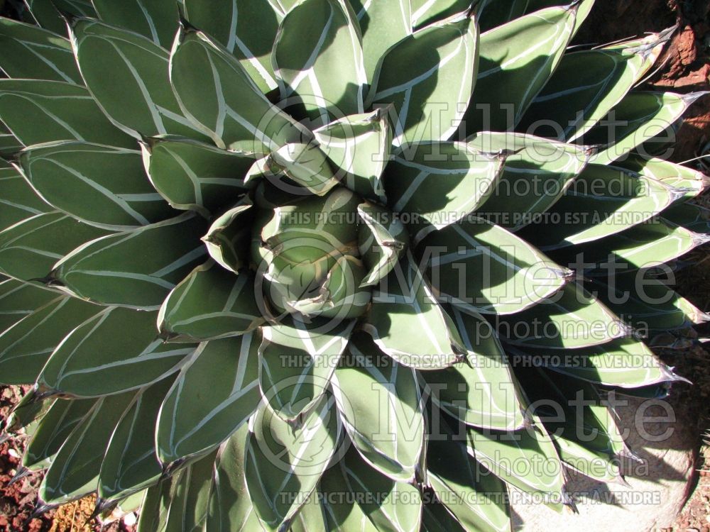 Agave ferdinandi-regis (King of the Agaves cactus)  2