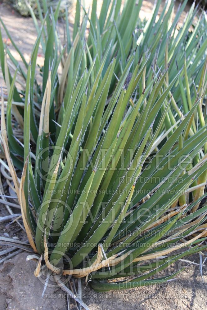 Agave lechuguilla (agave cactus) 1  