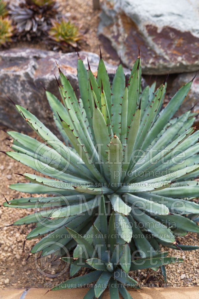 Agave macroacantha (Agave cactus) 1  