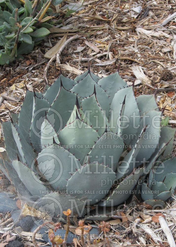 Agave parryi var truncata (Artichoke Agave cactus) 5 