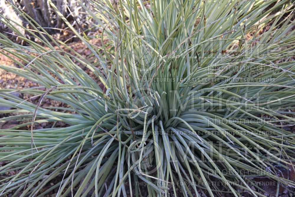 agave striata narrow leaf hardy century plant agave cactus 1 agave striata narrow leaf hardy century plant agave cactus 1