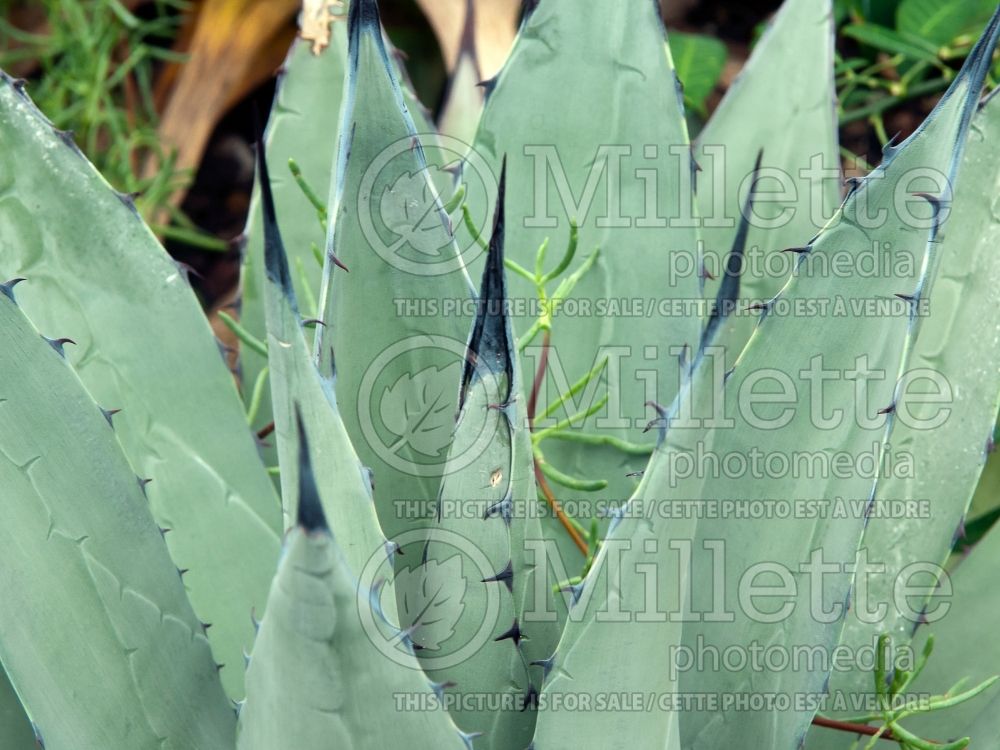 Agave utahensis var nevadensis (Agave cactus) 2  