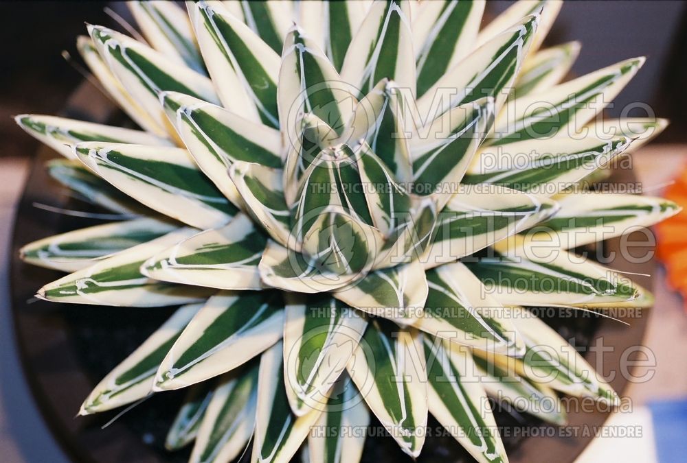 Agave Variegata (Agave cactus) 1 