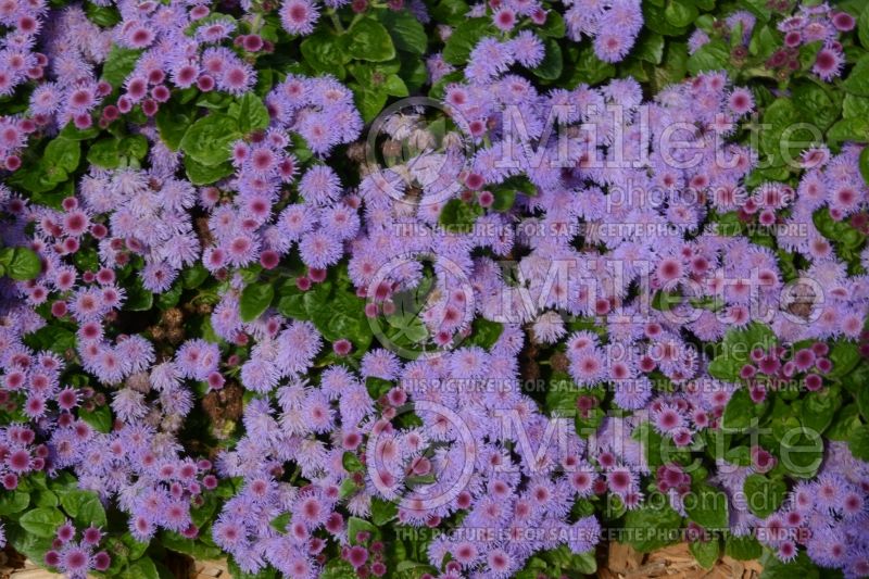 Ageratum Aguilera Purple (Floss flower Agérate) 1