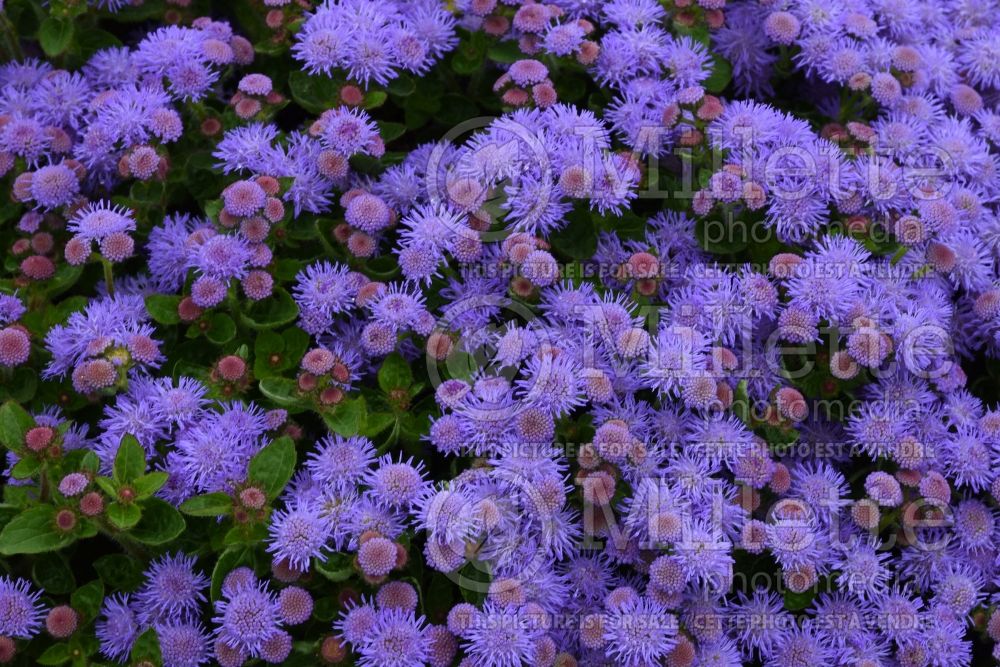 Ageratum Bumble Blue (Floss flower) 3 