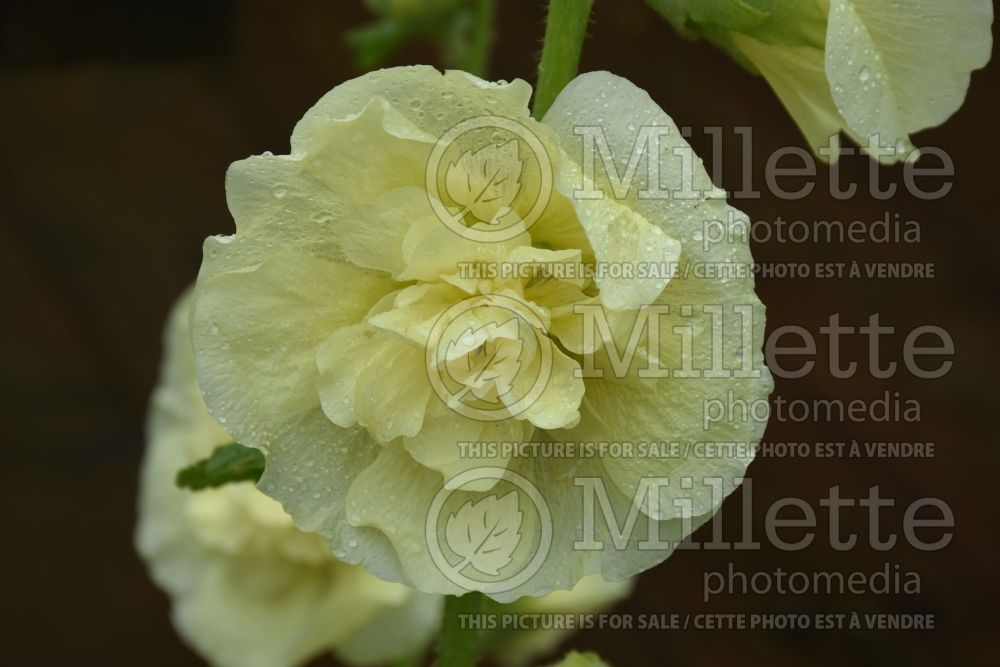 Alcea Chater's Yellow (Hollyhock) 1 