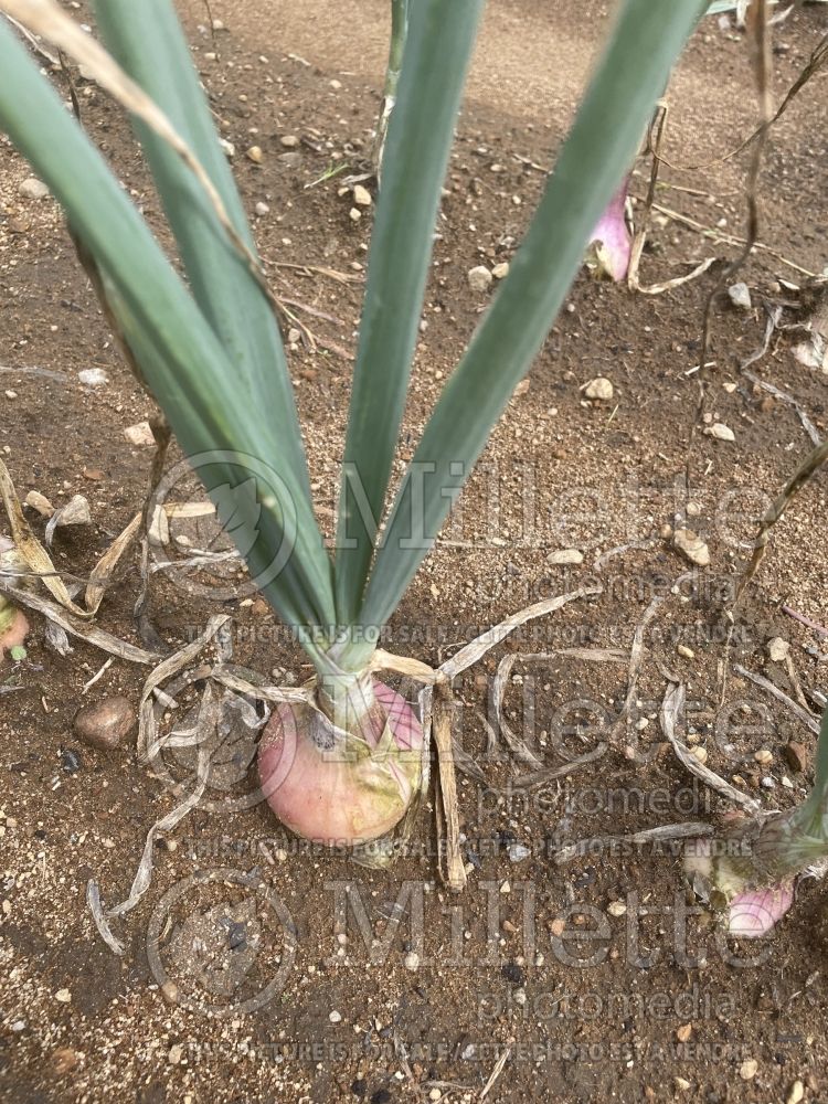 Allium Rose de Roscoff (red onion vegetable) 1 