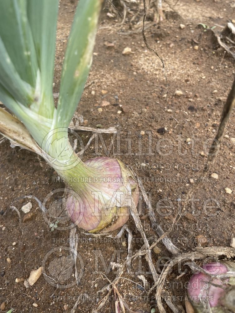 Allium Rose de Roscoff (red onion vegetable) 3 