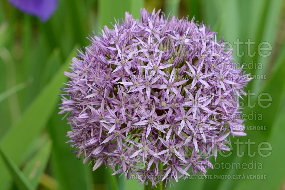Allium Globemaster (Ornamental onion) 7