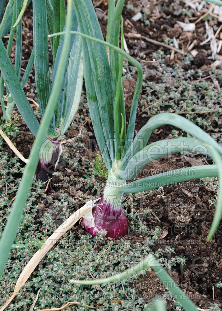 Allium Ruby Ring (Onions vegetable) 1 