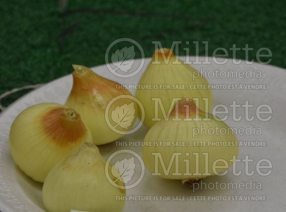 Allium Southport White Globe (Onion vegetable) 1 