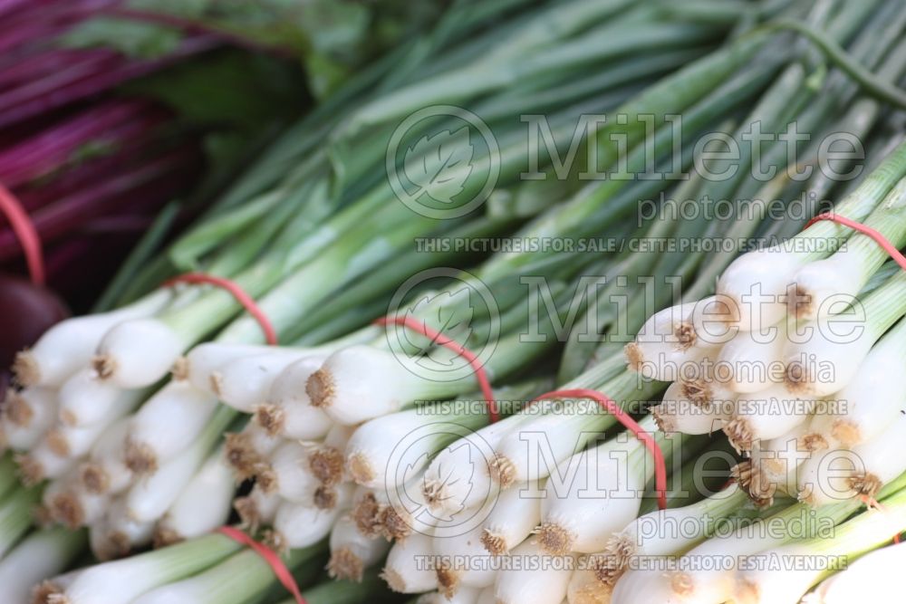 Allium White Spear (Salad onion vegetable) 1 